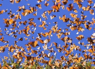 migration papillons monarques